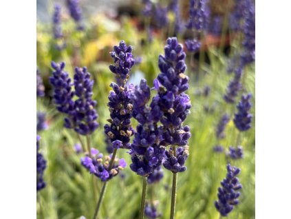 Levandule lékařská " Havana"  Lavandula angustifolia ´"Havana"