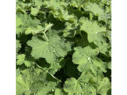 Kontryhel měkký  'Thriller'  Alchemilla mollis 'Thriller'