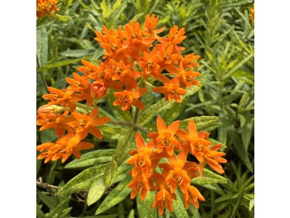 Klejicha hlíznatá  Asclepias tuberosa