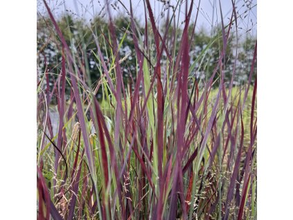 Proso prutnaté ´Purple Breeze´  Panicum virgatum ´Purple Breeze´