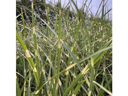 Ozdobnice čínská 'Little Zebra'  Miscanrhus sinensis 'Strictus Dwarf'