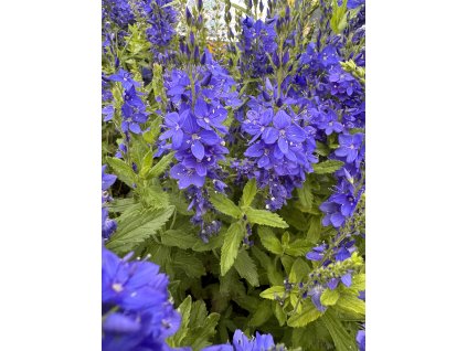 Rozrazil ožankovitý  Veronica teucrium