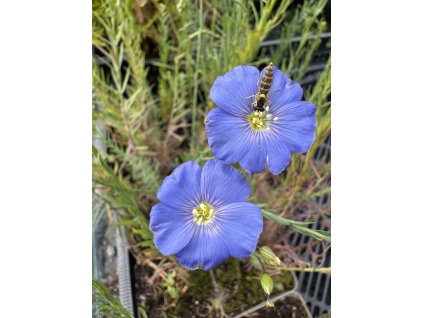 Len vytrvalý  Linum perene