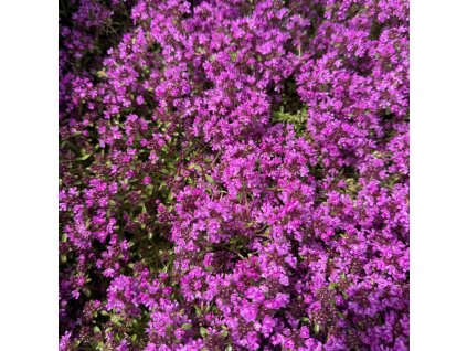 Mateřídouška častá ´Red Carpet´  Thymus praecox ´Red Carpet´