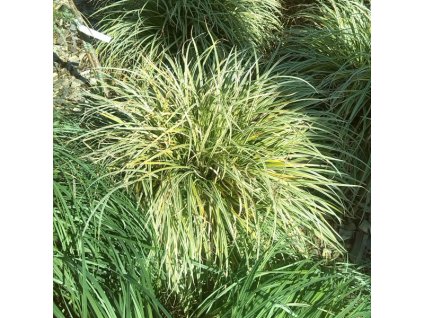 vyr 686 carex silver sceptre