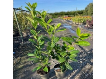 Snímek obrazovky 2025 10 02 094741