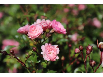 Růže 'The Fairy'  Rosa miniature  'The Fairy' (Pink)