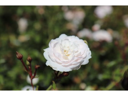 Růže 'Sea Foam'  Rosa miniature  'Sea Foam'