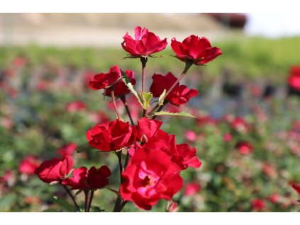 Růže 'Everglow Ruby'  Rosa 'Everglow Ruby'