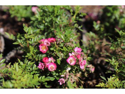 Růže 'Cutie Pie'®  Rosa 'Cutie Pie'®