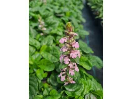 20230712 145006 1152x1536