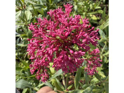 Mavuň červená 'Rosenrot'  Centranthus ruber 'Rosenrot'
