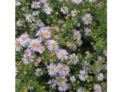 Hvězdnice vřesovcová 'Pink Cloud'  Aster ericoides 'Pink Cloud'
