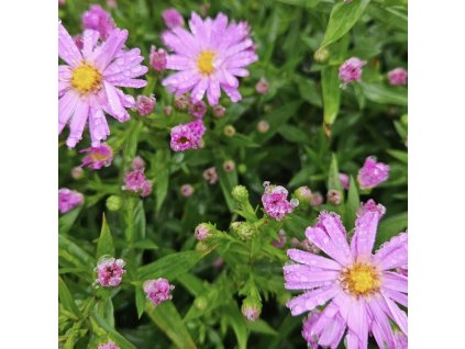 Hvězdnice keříčkovitá 'Herbstgruss von Bresserhof'  Aster dumosus  'Herbstgruss von Bresserhof'