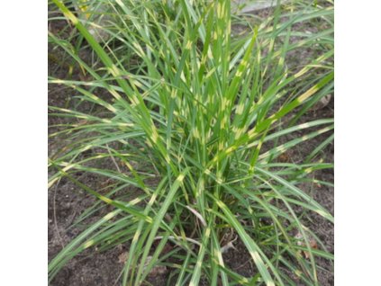 vyr 294 miscanthus strictus dwarf