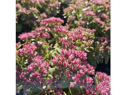 Rozchodník nádherný 'Rosenteller'  Sedum ´Rosenteller´