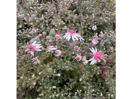 Hvězdnice pokřivená ´Lady in Black´  Aster lateriflorus ´Lady in Black´