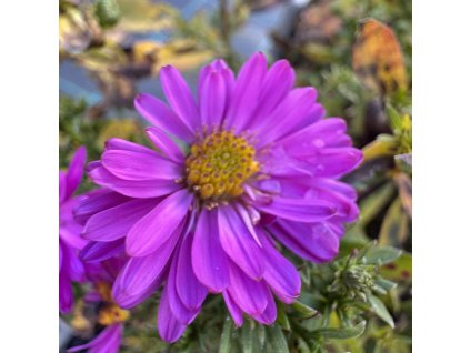 Hvězdnice keříčkovitá 'Marjoire'  Aster dumosus 'Marjorie´