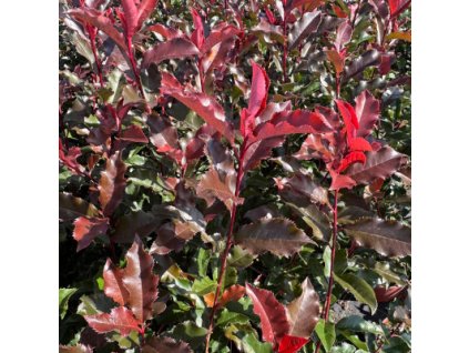 Blýskavka Fraserova  'Pink Marble'  Photinia fraseri 'Pink Marble'