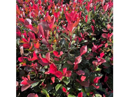 Blýskavka Fraserova  'Little Fenna'  Photinia fraseri 'Little Fenna'