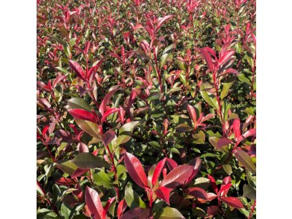 Blýskavka Fraserova  'Red Robin'  Photinia fraseri 'Red Robin'