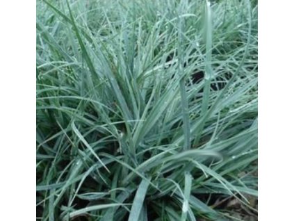 vyr 121 carex blue zinger