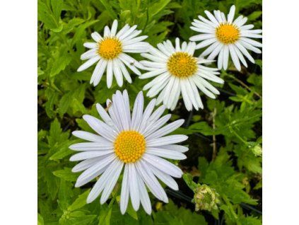 Japonská astra 'Alba'  Kalimeris incisa 'Alba'