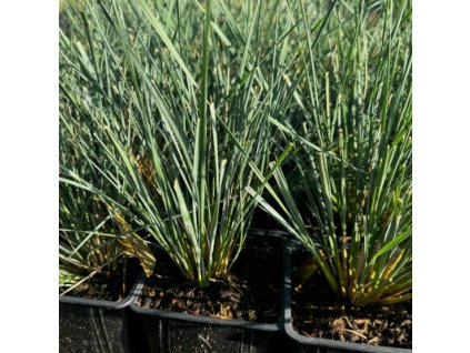 Ovsíř stálezelený 'Saphirsprudel'  Helictotrichon sempervirens 'Saphirsprudel'