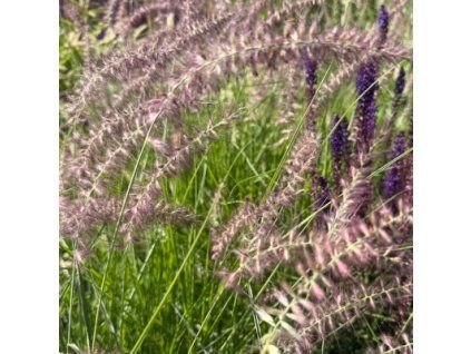 Dochan východní 'Flamingo'  Pennisetum orientale 'Flamingo'