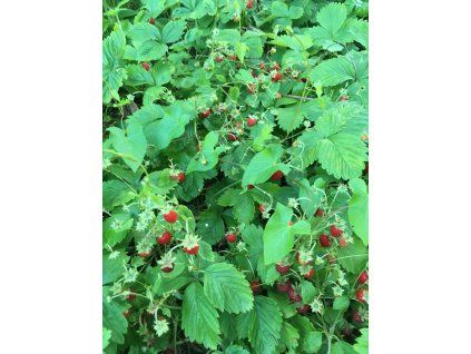 Jahodník měsíční  Fragaria vesca