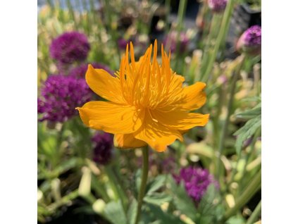 vyr 684 944E2649 9C0C 4AC5 AFA7 245CD8E683C5