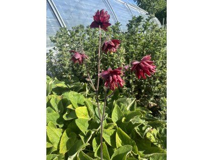 Orlíček obecný ´Ruby Port´  Aquilegia vulgaris ´Ruby Port´