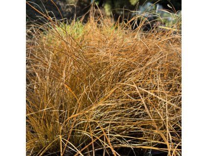 Ostřice 'Prairie Fire'  Carex testacea 'Prairie Fire'