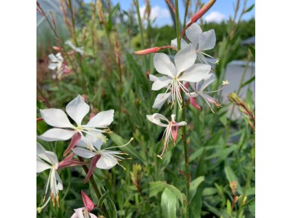 vyr 717 Svickovec Whirling Butterflies