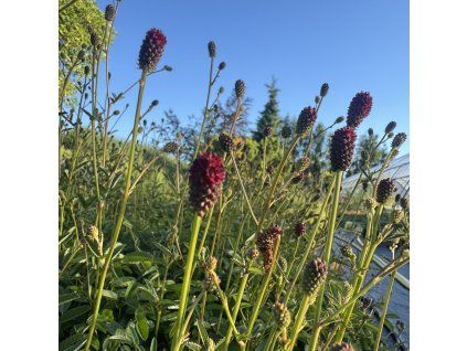 Krvavec ´Tanna´  Sanguisorba officinalis ´Tanna´