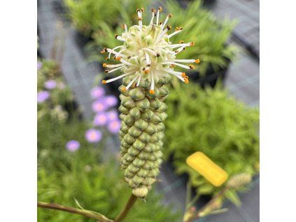 Krvavec ´Burr Blanc´  Sanguisorba hybrida 'Burr Blanc'