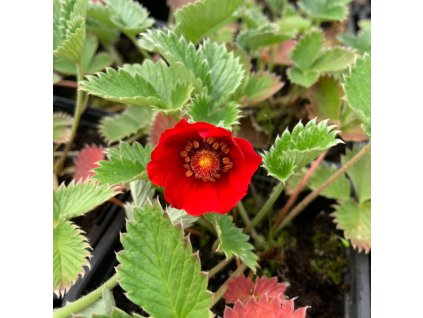 vyr 682 mochna cervena RED