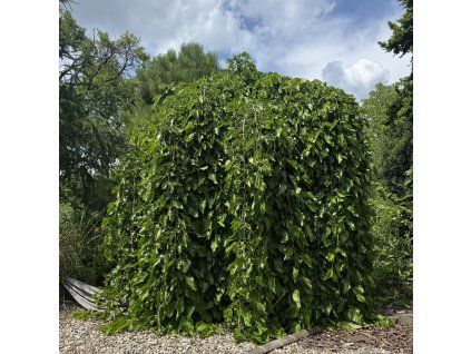 Moruše bílá ´Pendula´  Morus alba 'Pendula'