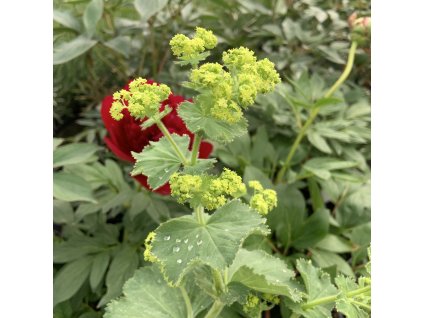 vyr 334 70B2BE96 ECA3 4B41 8001 6911A5827EA2