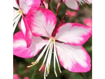 vyr 663 gaura lindheimeri rosy jane