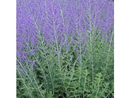 16093 359 vyr 331 Perovskia Blue Spire