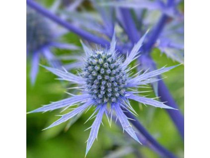 vyr 280 Eryngium planum