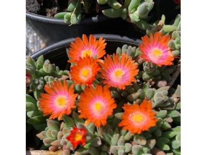vyr 876 Delosperma cooperi Ice Cream Orange