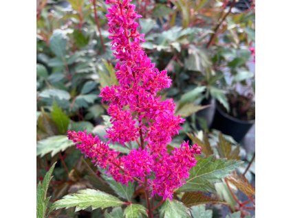 vyr 731 astilbe elisabetr va veen