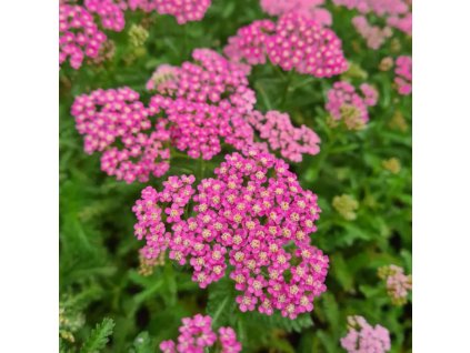 vyr 844 Achillea millefolium Milly Rock Rose
