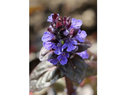 vyr 149 Ajuga Braunherz Zbehovec Braunherz