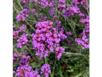 vyr 576 sporys lolipop