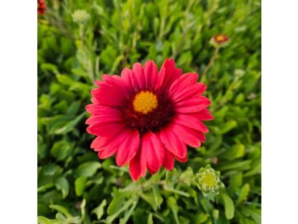 vyr 967 Gaillardia aristata Burgunder