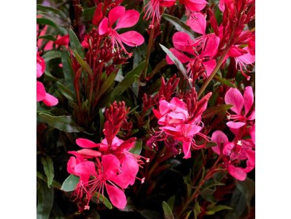 vyr 341 Gaura Gaudi Red
