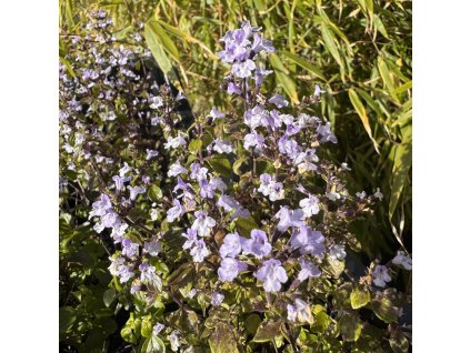 Marulka lékařská  Calamintha nepeta